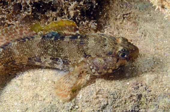 Gobidi da determinare (G.incognitus, G.cobitis, G.paganellus)